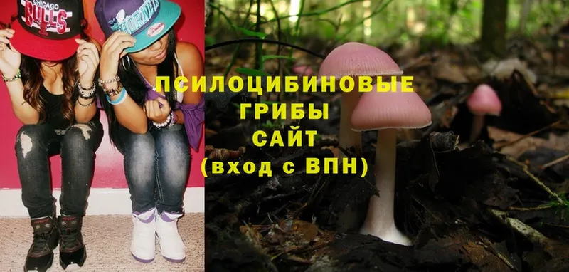 сайты даркнета телеграм  Североморск  Псилоцибиновые грибы Psilocybine cubensis  кракен вход 